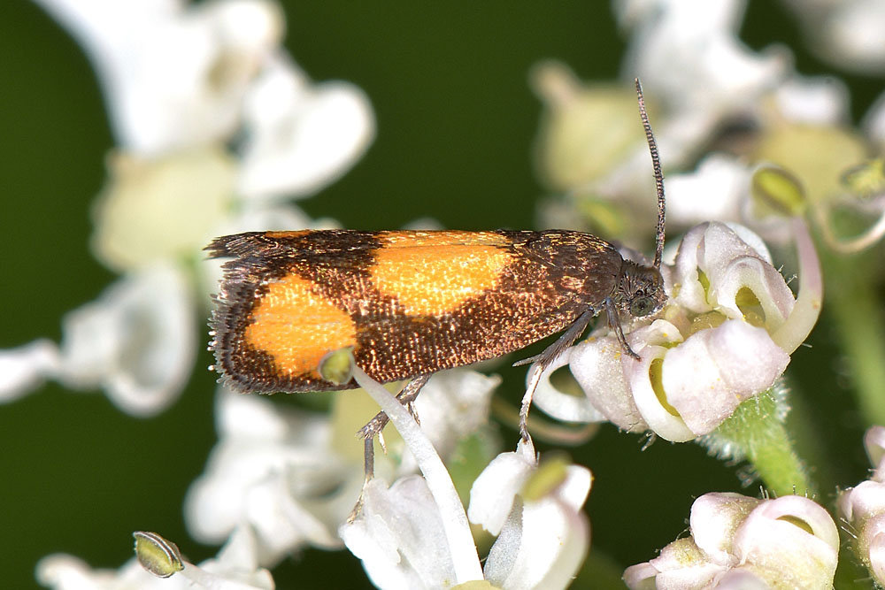 Farfallina su ombrellifera: Pammene aurana